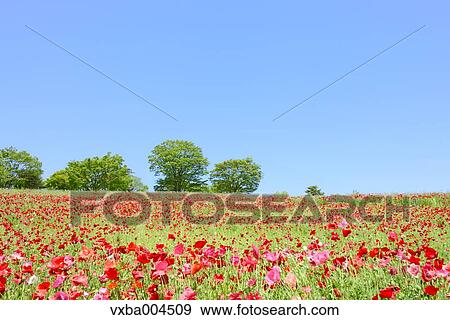Stock Photo - Poppy field. Fotosearch