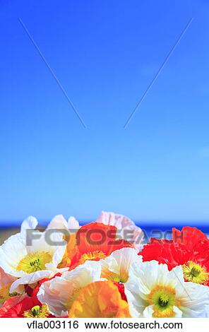 Stock Photograph - Poppy field. Fotosearch