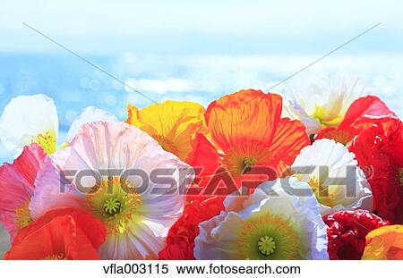 Poppy field View Large Photo Image Stock Photography - Poppy field. Fotosearch
