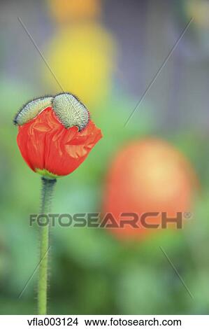 Picture - Poppy. Fotosearch