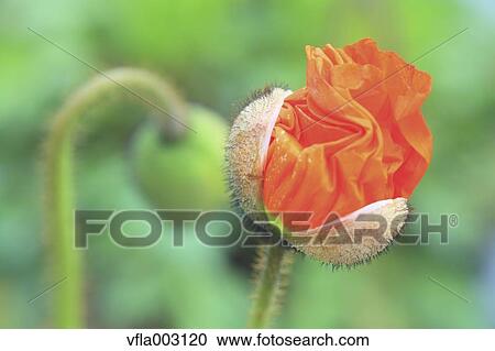 Poppy View Large Photo Image Stock Image - Poppy. Fotosearch