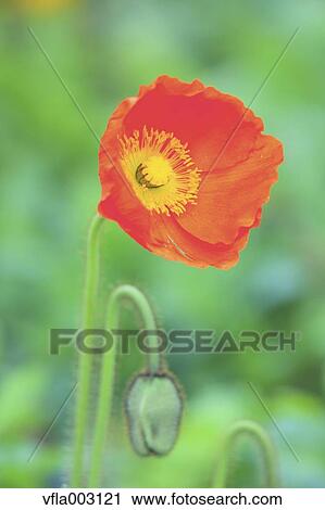 Poppy View Large Photo Image Stock Image - Poppy. Fotosearch