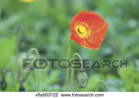 Poppy View Large Photo Image Stock Image - Poppy. Fotosearch