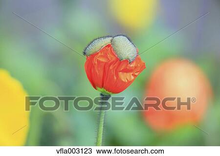 Poppy View Large Photo Image Stock Image - Poppy. Fotosearch