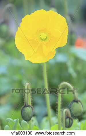 Poppy View Large Photo Image Stock Image - Poppy. Fotosearch