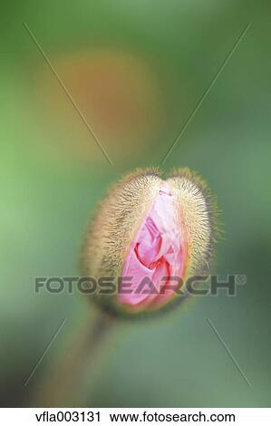 Stock Image - Poppy. Fotosearch