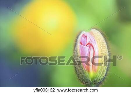 Poppy View Large Photo Image Stock Image - Poppy. Fotosearch
