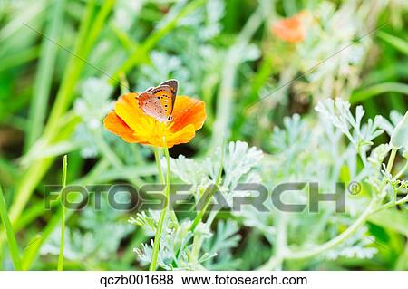 Poppy View Large Photo Image Stock Photo - Poppy. Fotosearch