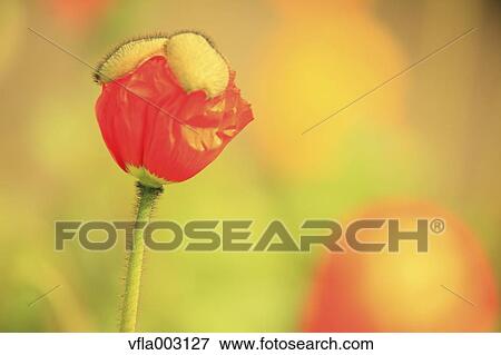 Poppy View Large Photo Image Stock Photo - Poppy. Fotosearch