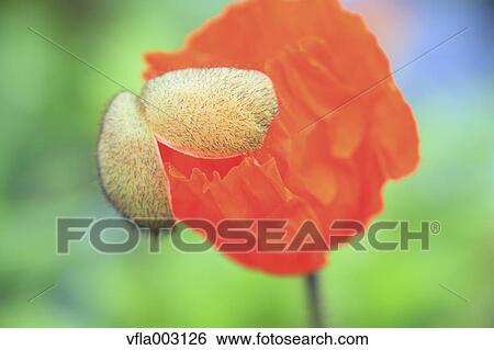Poppy View Large Photo Image Stock Photograph - Poppy. Fotosearch