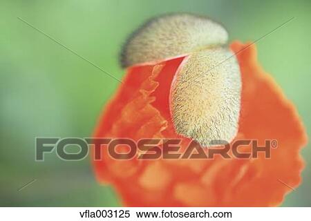 Stock Photography - Poppy. Fotosearch