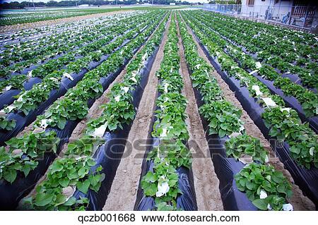 Potato Field View Large Photo Image Stock Photo - Potato Field. Fotosearch