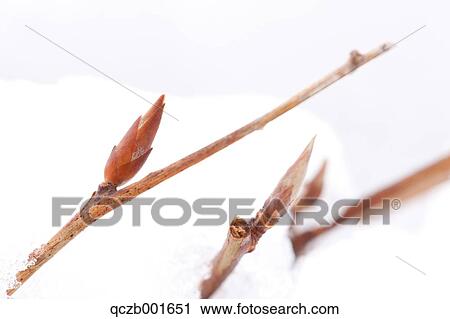 Stock Image - Princess Sarah. Fotosearch