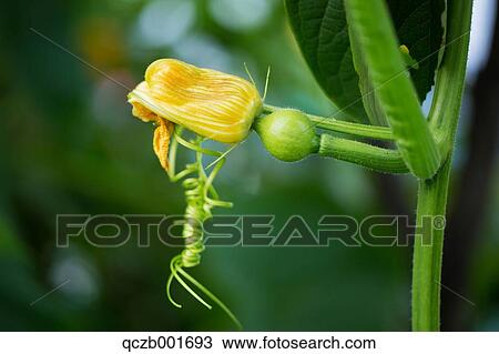 Pumpkin View Large Photo Image Stock Image - Pumpkin. Fotosearch