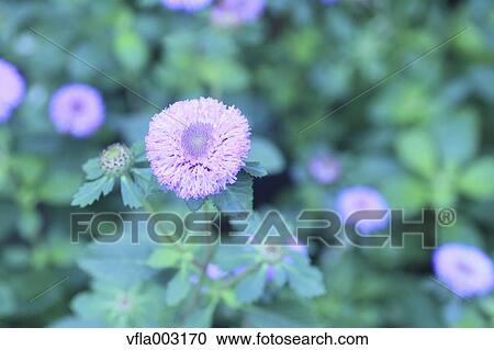 Purple flowers View Large Photo Image Stock Image - Purple flowers. Fotosearch