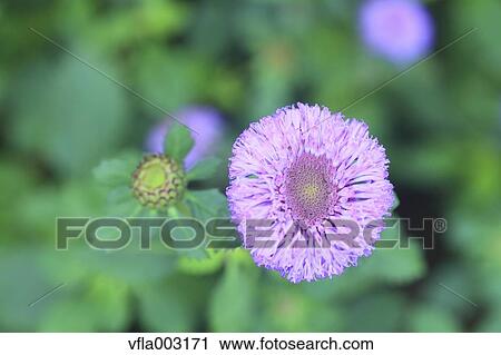 Purple flowers View Large Photo Image Stock Image - Purple flowers. Fotosearch
