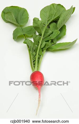 Radish View Large Photo Image Stock Image - Radish. Fotosearch