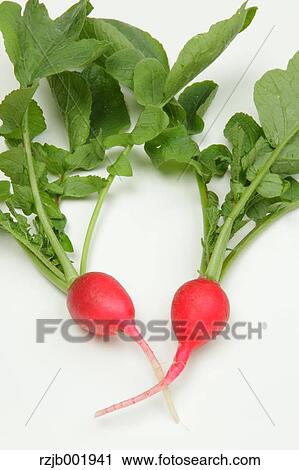 Radish View Large Photo Image Stock Image - Radish. Fotosearch