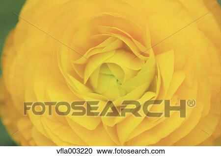 Ranunculus View Large Photo Image Stock Image - Ranunculus. Fotosearch
