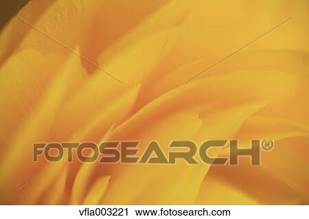 Ranunculus View Large Photo Image Stock Image - Ranunculus. Fotosearch
