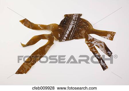 Raw Seaweed View Large Photo Image Stock Photo - Raw Seaweed. Fotosearch