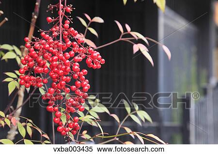 Stock Photography - Red berries. Fotosearch