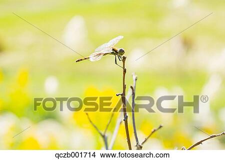 Red Dragonfly View Large Photo Image Picture - Red Dragonfly. Fotosearch