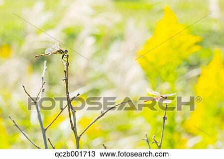 Red Dragonfly View Large Photo Image Stock Image - Red Dragonfly. Fotosearch