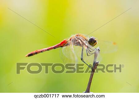 Stock Photo - Red Dragonfly. Fotosearch