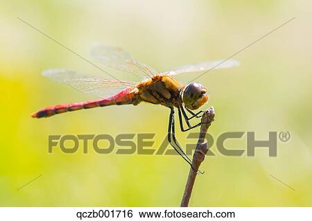 Red Dragonfly View Large Photo Image Stock Photograph - Red Dragonfly. Fotosearch