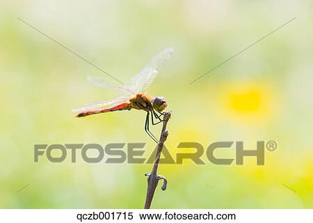 Red Dragonfly View Large Photo Image Stock Photography - Red Dragonfly. Fotosearch