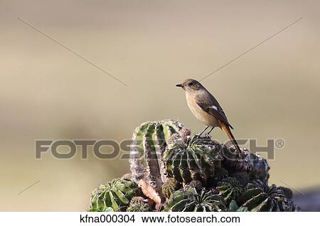 Redstart View Large Photo Image Picture - Redstart. Fotosearch