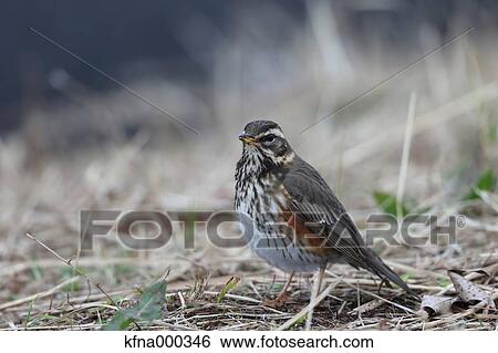Stock Photograph - Redwing. Fotosearch