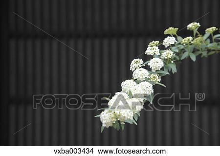 Reeves Spirea View Large Photo Image Picture - Reeves Spirea. Fotosearch