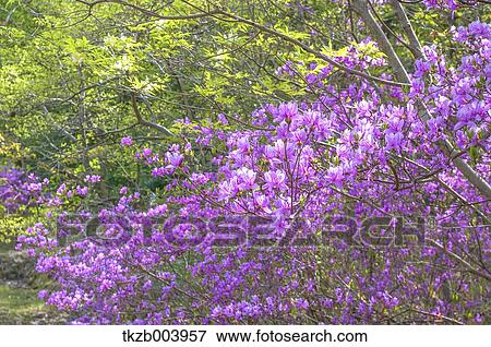 Rhododendron View Large Photo Image Stock Photo - Rhododendron. Fotosearch