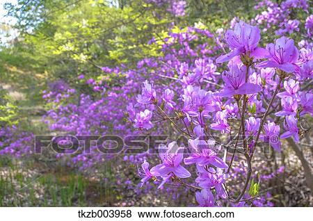 Rhododendron View Large Photo Image Stock Photo - Rhododendron. Fotosearch