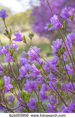 Stock Photograph - Rhododendron. Fotosearch