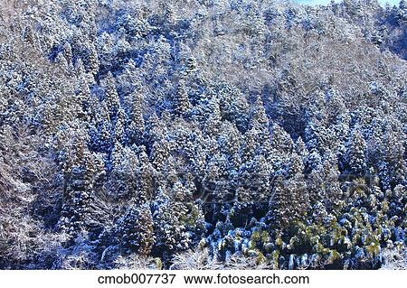 Rimed forest, Kyoto, Japan View Large Photo Image Stock Photo - Rimed forest, Kyoto, Japan. Fotosearch