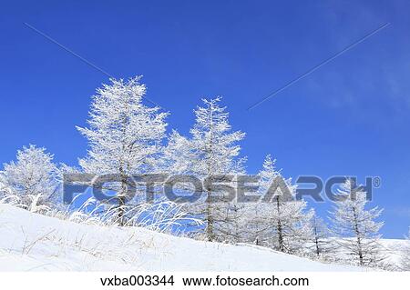 Picture - Rimed trees. Fotosearch