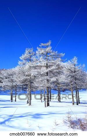 Rimed trees View Large Photo Image Stock Image - Rimed trees. Fotosearch