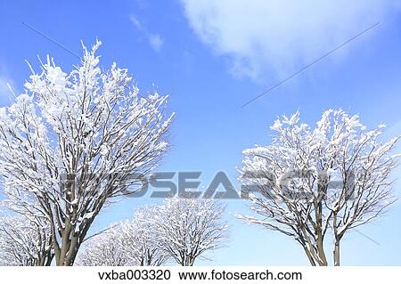 Rimed trees View Large Photo Image Stock Image - Rimed trees. Fotosearch