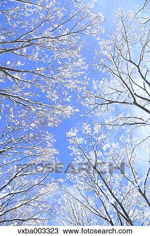 Rimed trees View Large Photo Image Stock Image - Rimed trees. Fotosearch
