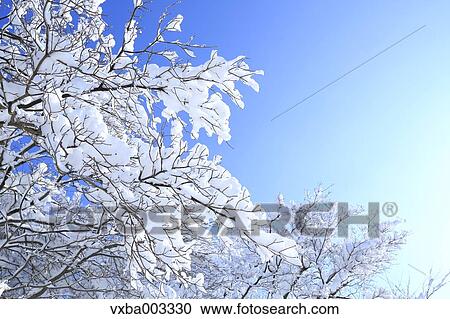 Rimed trees View Large Photo Image Stock Image - Rimed trees. Fotosearch