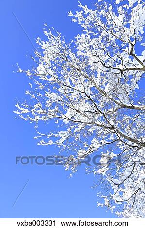 Rimed trees View Large Photo Image Stock Image - Rimed trees. Fotosearch