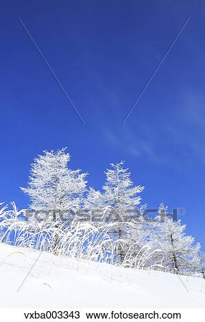 Stock Image - Rimed trees. Fotosearch