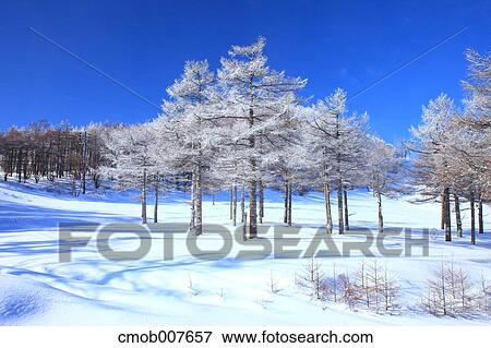 Rimed trees View Large Photo Image Stock Photo - Rimed trees. Fotosearch
