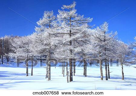 Rimed trees View Large Photo Image Stock Photo - Rimed trees. Fotosearch