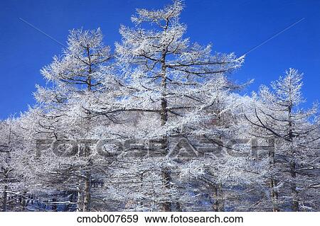 Rimed trees View Large Photo Image Stock Photo - Rimed trees. Fotosearch