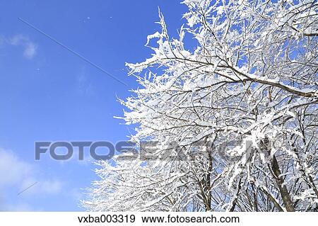 Rimed trees View Large Photo Image Stock Photo - Rimed trees. Fotosearch