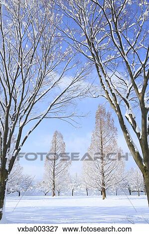 Rimed trees View Large Photo Image Stock Photo - Rimed trees. Fotosearch